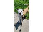 Adopt AC Homie a Boxer, Pit Bull Terrier