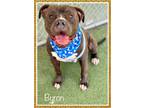 Adopt BYRON a Brown/Chocolate - with White Bullmastiff / Mixed dog in Marietta