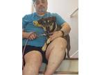 Adopt Hiccup a Black - with Tan, Yellow or Fawn Mutt / Mixed dog in Columbus