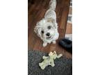 Adopt Bella a White - with Red, Golden, Orange or Chestnut Shih Tzu / Poodle