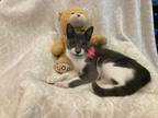 Adopt Gracie a Gray or Blue (Mostly) Domestic Shorthair (short coat) cat in