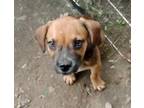 Adopt Peach a Tricolor (Tan/Brown & Black & White) Boxer / Mountain Cur / Mixed