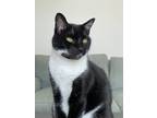 Adopt Mickey a Black & White or Tuxedo American Shorthair / Mixed (short coat)