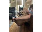 Adopt Calling her Feona a Brindle Black Mouth Cur / Mixed dog in Pelzer