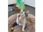 Adopt Groucho a Domestic Shorthair / Mixed (short coat) cat in Ladysmith