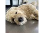 Adopt Sparky a Australian Terrier