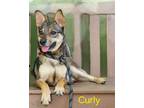 Adopt Curly a Swedish Vallhund / Mixed dog in Cambridge, MD (41558759)