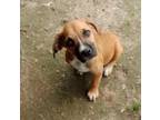 Adopt Poncho a Tricolor (Tan/Brown & Black & White) Boxer / Mountain Cur / Mixed