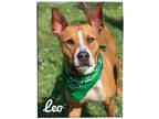 Adopt Leo a Tan/Yellow/Fawn - with Black Basenji dog in Maryville, TN (41558682)
