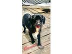 Adopt Shannon a Terrier (Unknown Type, Small) / Mixed Breed (Medium) / Mixed dog