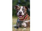 Adopt Sebastian a American Staffordshire Terrier / Mixed dog in Ewing