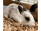 Adopt Pascal a American / Mixed (short coat) rabbit in Fall River, MA (41558645)