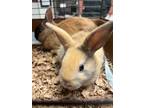 Adopt Judas a American / Mixed (short coat) rabbit in Fall River, MA (41558644)
