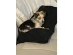 Adopt Misu a Black - with White Morkie / Mixed dog in Durham, NC (41558639)