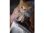 Adopt Niall a Domestic Mediumhair / Mixed (short coat) cat in PAHRUMP
