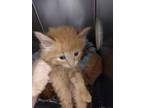 Adopt Liam a Domestic Mediumhair / Mixed (short coat) cat in PAHRUMP