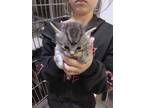 Adopt Finn a Domestic Shorthair / Mixed (short coat) cat in PAHRUMP
