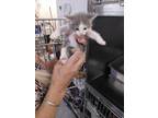 Adopt March a Domestic Shorthair / Mixed (short coat) cat in PAHRUMP
