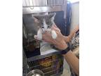 Adopt August a Domestic Shorthair / Mixed (short coat) cat in PAHRUMP