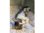 Adopt Indigo a Domestic Shorthair / Mixed (short coat) cat in Fort Myers