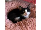 Adopt Ira a Domestic Shorthair / Mixed (short coat) cat in Fort Myers