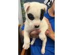 Adopt Bandit a American Pit Bull Terrier / Staffordshire Bull Terrier / Mixed