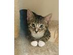 Adopt Sammy a Tan or Fawn (Mostly) Norwegian Forest Cat / Mixed (medium coat)