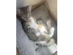 Adopt Sandy a Tan or Fawn (Mostly) Norwegian Forest Cat / Mixed (medium coat)