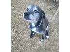 Adopt Roe a Black Labrador Retriever / American Pit Bull Terrier / Mixed dog in