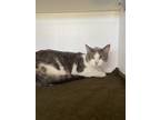 Adopt Simon a White Domestic Shorthair / Mixed cat in Bolivar, MO (41558380)