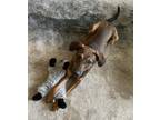 Adopt Hootie- Foster to Adopt a Brown/Chocolate - with Tan Blue Heeler /