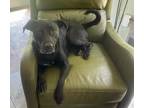 Adopt Hannah - Foster to Adopt a Black - with White American Staffordshire