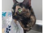 Adopt Smooches a Black (Mostly) Domestic Shorthair / Mixed (short coat) cat in