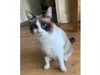 Adopt Sapphire a Siamese / Mixed (short coat) cat in St. Augustine