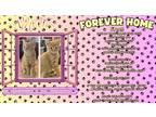 Adopt Kitten 1 a Gray or Blue American Shorthair / Mixed (short coat) cat in