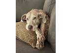 Adopt Scarlett a Great Dane / Mixed dog in Earleville, MD (41558478)