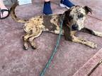 Adopt Chili a Catahoula Leopard Dog / Dachshund / Mixed dog in Willingboro