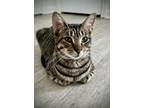 Adopt P.B. KB a Gray, Blue or Silver Tabby Domestic Shorthair / Mixed (short