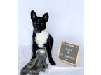 Adopt River a Black - with White Husky / Mixed Breed (Medium) dog in Colorado