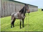Beginner Kid Standerbred/ KY Mtn Pony Mare