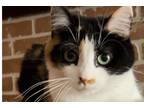 Adopt Marcie a Domestic Shorthair / Mixed cat in Peoria, IL (41558511)