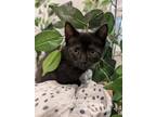Adopt Pom pom a Orange or Red Tabby Domestic Shorthair / Mixed (short coat) cat