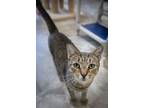Adopt Ewan (FCID# 05/16/2024 - 17 Trainer) a Brown Tabby Domestic Shorthair /