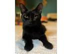 Adopt Onyx a All Black Domestic Shorthair / Mixed (short coat) cat in Raleigh