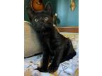 Adopt Clara Bow a All Black Domestic Shorthair / Mixed (short coat) cat in