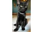 Adopt August a All Black Domestic Shorthair / Mixed (short coat) cat in Raleigh