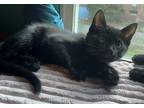 Adopt Travis a All Black Domestic Shorthair / Mixed (short coat) cat in Raleigh