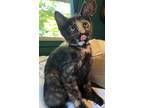 Adopt Wisteria a Black (Mostly) Domestic Shorthair / Mixed (short coat) cat in