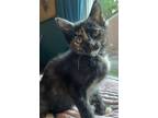 Adopt Betty a Black (Mostly) Domestic Shorthair / Mixed (short coat) cat in
