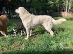 Adopt Lavender a Tricolor (Tan/Brown & Black & White) Anatolian Shepherd / Great